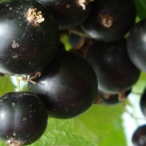 Садоводы назвали его чудо-удобрением для хорошего урожая смородины