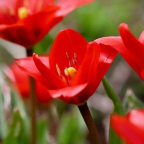 Сажаю тюльпаны на зиму – и к 8 марта у меня букет жене.