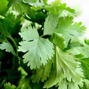 Осенью сею – весной жну: секретная хитрость выращивания идеальной петрушки на зиму