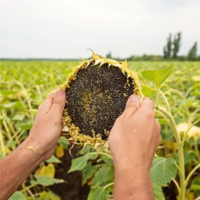 «Сингента» и «ЛНЗ Групп» объявляют о стратегическом партнерстве в поставках гибридов подсолнечника и кукурузы