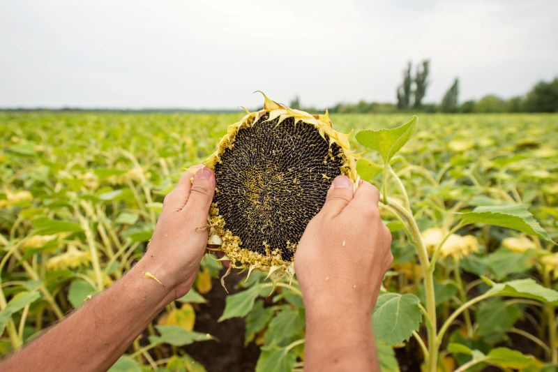 Syngenta и LNZ Group объявляют о стратегическом партнерстве в поставка гибридов подсолнечника и кукурузы