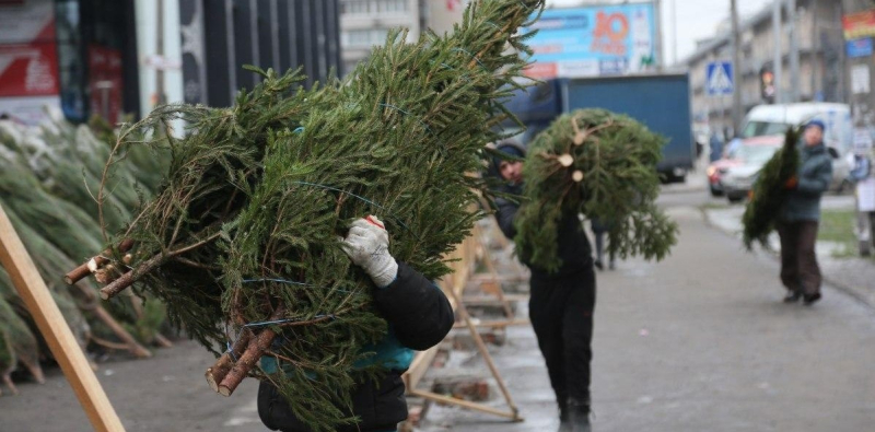 Стало известно, какая будет цена на елки в этом сезоне