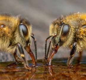 Мировое пчеловодство переходит в хай-тек, а Украина – в лидерах Апимондии 2025