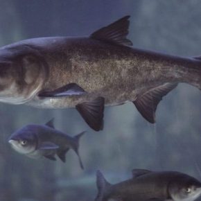 Толстоголовый гольян против грязи: в украинские реки запустили «живые фильтры» для воды