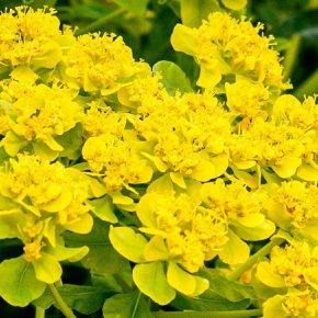 Украина поставила рекорд: 3 место в мире по экспорту рапса с выручкой $1,85 млрд