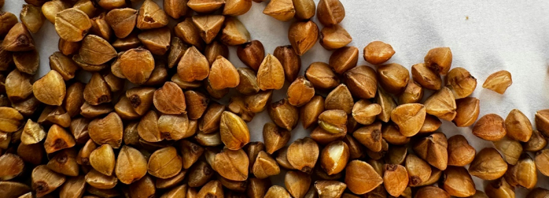 Украина потеряла часть урожая гречихи