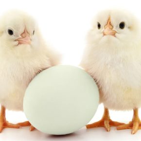 Украинские компании возглавили рейтинги производителей мяса и яиц