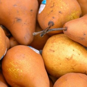 Дефицита качественных фруктов в Украине не будет: урожай груш и яблок хороший, цены остаются благоприятными