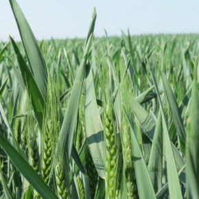 В Украине половина сельскохозяйственных угодий находится под прямой угрозой из-за перехода на европейские СИЗ