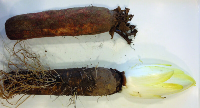 Ученые хотят сделать биоинсектицид из цикория