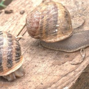 Ветеран из Николаевской области открыл улиточную ферму и уже готовится экспортировать ее продукцию