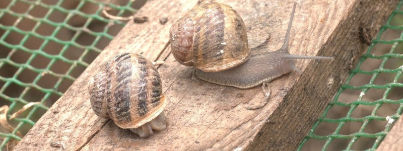 Ветеран из Николаевской области открыл улиточную ферму и уже готовится к экспорту продукция