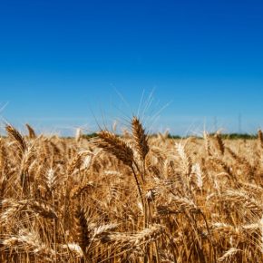 Зерно после сбора урожая: что нужно знать об обработке и хранении