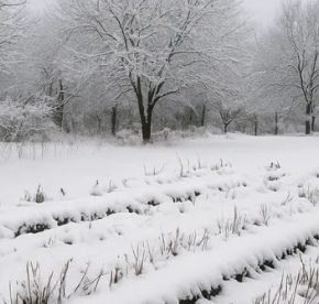 Не все садоводы знают: что можно сажать под снегом