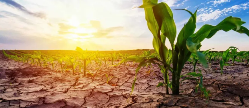 Аграрии назвали 2025 год рекордно трудным