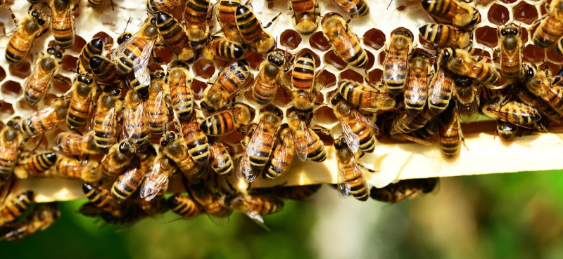 Пчеловоды бьют тревогу: опасный клещ быстро распространяется