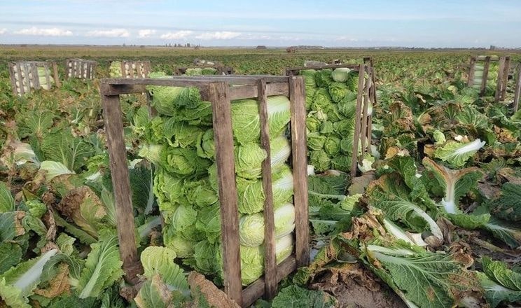 Черкасские аграрии готовятся выращивать овощи два раза в год