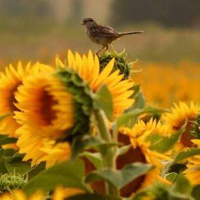 Цены на подсолнечник в Украине рухнули