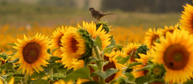Цены на подсолнечник в Украине рухнули