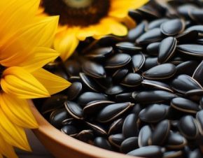 Цены на подсолнечник в Украине резко упали