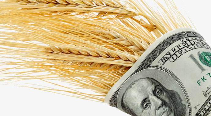 Цены на украинскую пшеницу резко упали