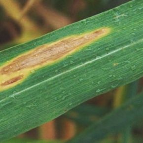 Эксперт назвал основные риски для пшеницы в этом сезоне