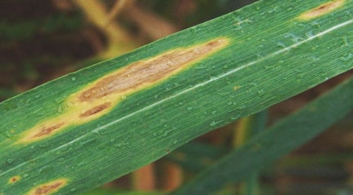 Эксперт назвал основные риски для пшеницы в этом сезоне