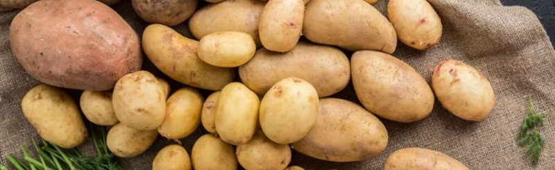 Эксперт объяснил, почему украинский картофель всегда будет дороже, чем в ЕС