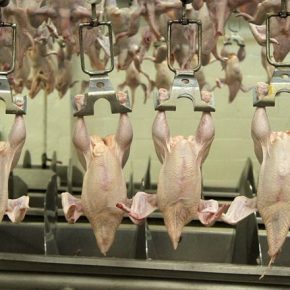 Эксперт объяснил, как избежать заражения тушек птицы кампилобактерией