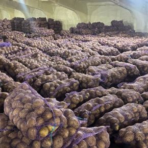 Эксперты поделились эффективными методами хранения картофеля – 11 месяцев без потери качества