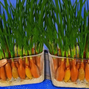 Эксперты рассказали, как легко вырастить зеленый лук зимой