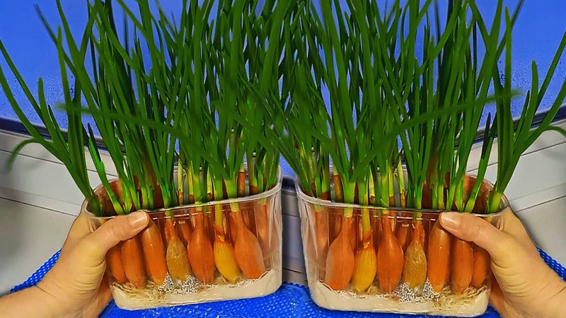 Знатоки рассказали, как легко вырастить зеленый лук зимой