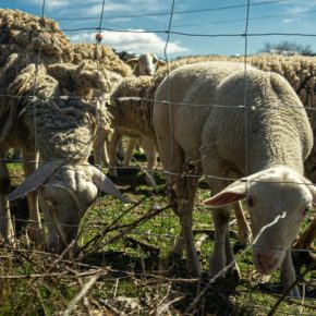 Экспорт овец и коз из Украины сократился на 30%