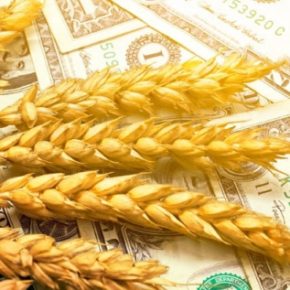 Экспорт пшеницы упал из-за отсутствия спроса со стороны импортеров