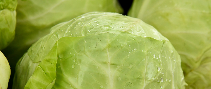 Крестьяне отдают капусту даром: какая сейчас цена на овощ