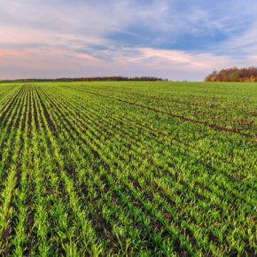 Завершение зимней кампании: в Украине засеяно 6,43 млн га