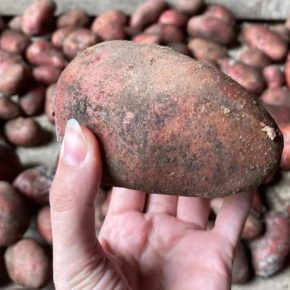 Огородник рассказал о сорте картофеля, дающем рекордные 20 клубней.