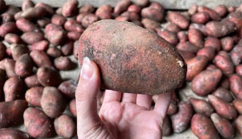 Огородник рассказал о сорте картофеля, дающем рекордные 20 луковиц.