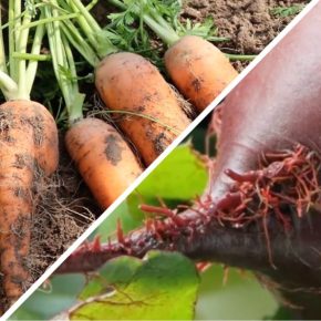 Огородники рассказали, как бороться с «бородатой» морковью и свеклой