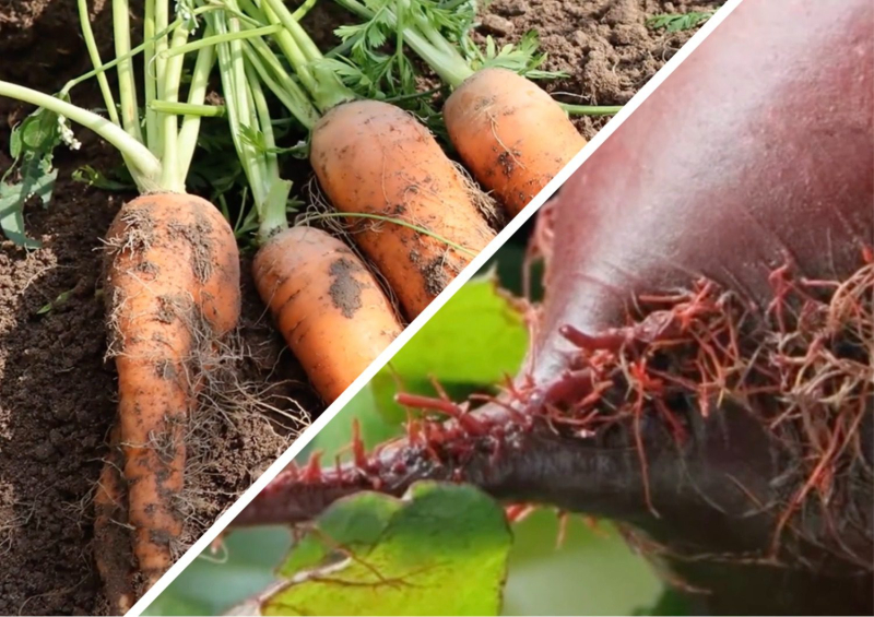 Огородники рассказали, как бороться с “бородатыми” морковью и свеклой
