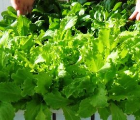 Хозяйка рассказала, как вырастить салат зимой на подоконнике