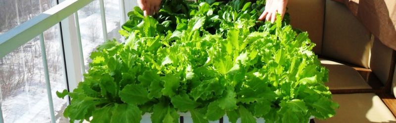 Хозяйка рассказала, как зимой на подоконнике вырастить салат