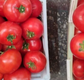 Импорт основного овоща в Украину увеличился в 5 раз