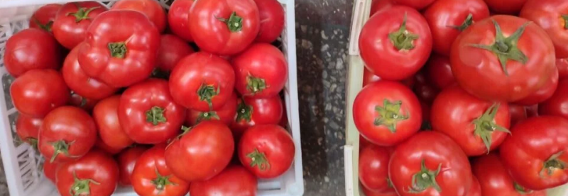 Импорт основного овоща в Украину увеличился в 5 раз