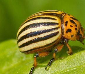 Историческая победа фермеров: колорадский жук больше не угрожает Британии