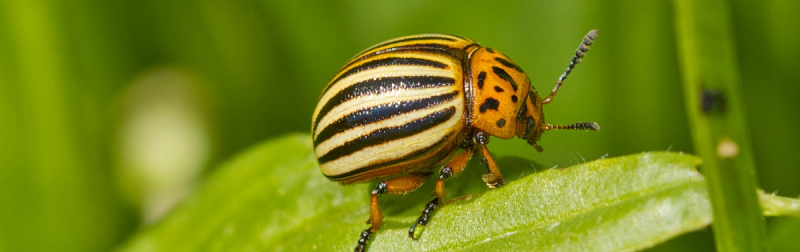 Историческая победа фермеров: колорадский жук больше не представляет угрозы для Британии