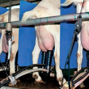 Как не потерять молочных коз в транзитный период