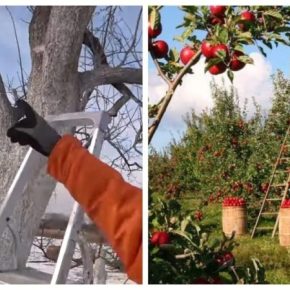 Как омолодить старый сад: Садовод назвал три шага к мощному урожаю