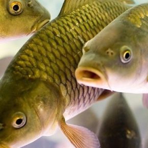 Кабмин изменил порядок оказания господдержки рыбному хозяйству