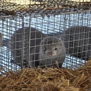 Конец меховой империи: Польша, крупнейший производитель меха в ЕС, запретила фермы